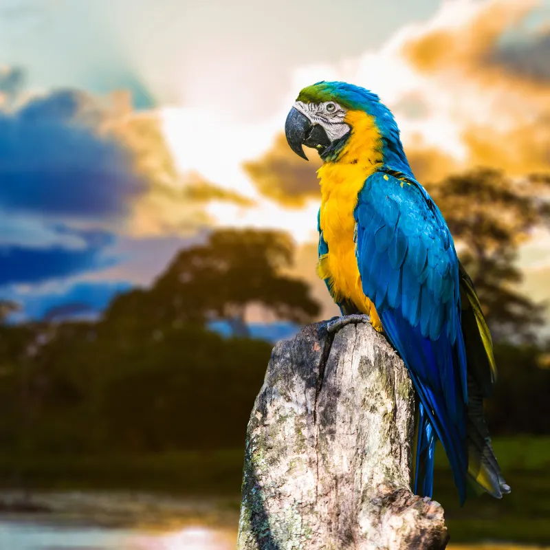 Pantanal
