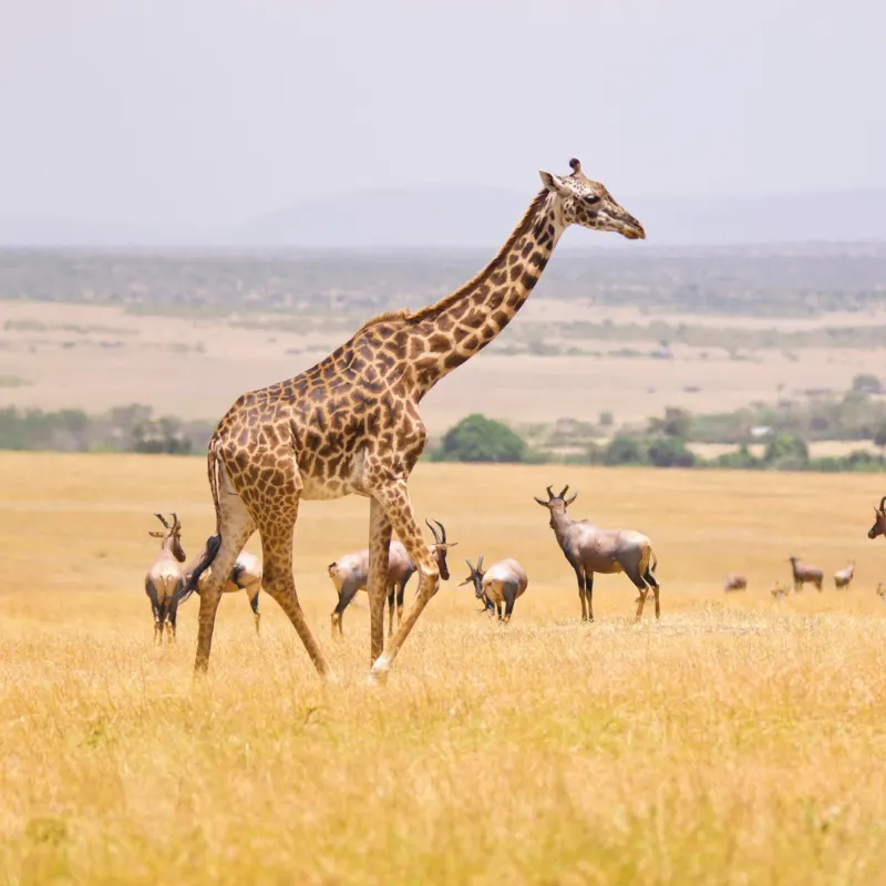quenia giraffa